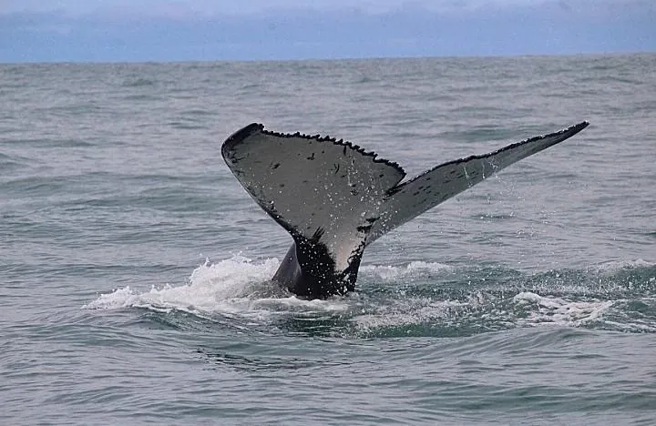 Expedição de avistamento de baleias jubarte — Rotamar Ilhabela (2)