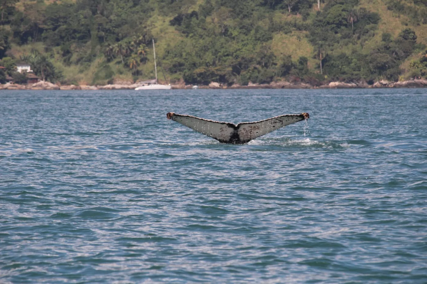 Expedição de avistamento de baleias jubarte — Rotamar Ilhabela (4)