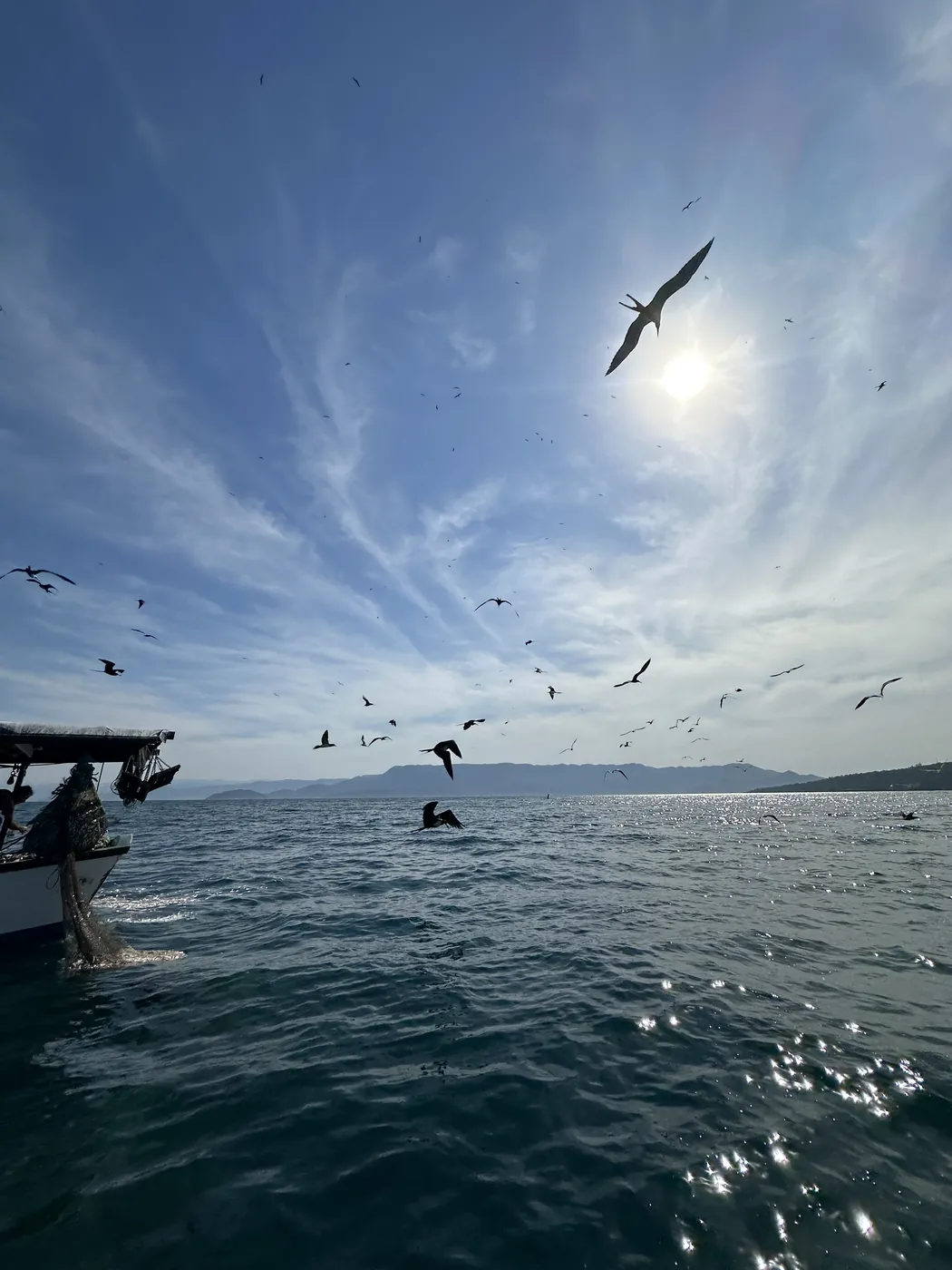 Expedição de avistamento de baleias jubarte — Rotamar Ilhabela (11)
